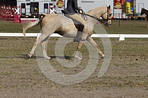 Horse showing off its paces in dressage.