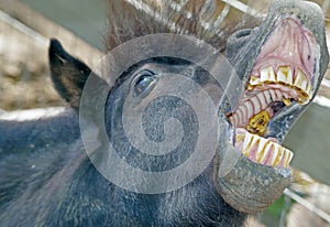 Horse shows her teeth