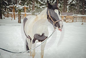 Horse shows language, detail