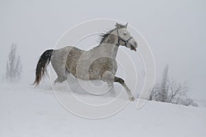 horse shows tongue. arab horse on a snow slope hill in winter.