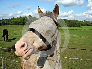 Horse Side Profile