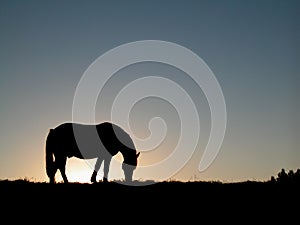 Horse silhouette