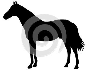 Horse silhouette