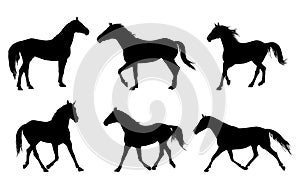 Horse silhouette