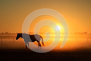 Horse silhouette on a background of dawn