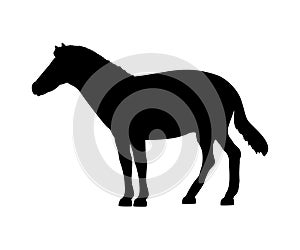 Horse silhouette extinct mammalian animal