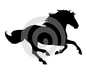 Horse silhouette isolated on white background