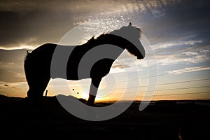 Horse silhouette photo
