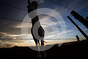 Horse silhouette photo