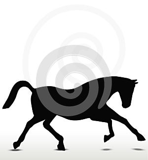 Horse silhouette