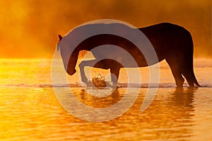 Horse silhouette sunset