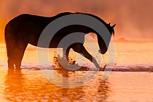 Horse silhouette sunset
