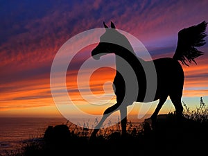 Horse Silhouette Sunset