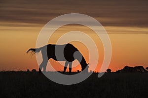 Horse silhouette at sunset, in the coutryside,