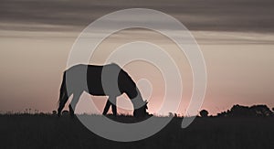 Horse silhouette at sunset, in the coutryside,