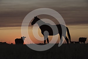 Horse silhouette at sunset, in the coutryside,