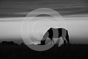 Horse silhouette at sunset, in the coutryside,