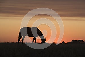 Horse silhouette at sunset, in the coutryside,