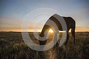 Horse silhouette at sunset, in the coutryside,