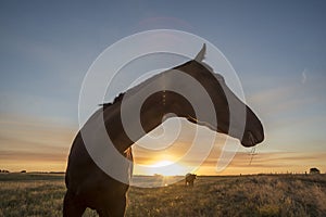 Horse silhouette at sunset, in the coutryside,