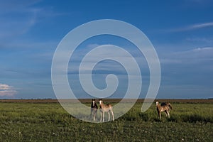 Horse silhouette at sunset, in the coutryside,