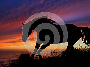 Horse Silhouette Sunset
