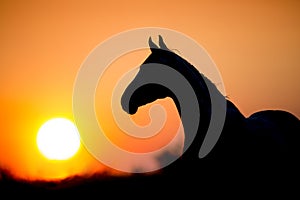 Horse silhouette at sunset