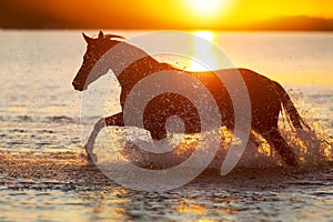 Horse silhouette in water