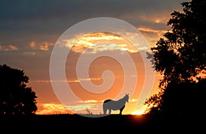 Horse sillouette