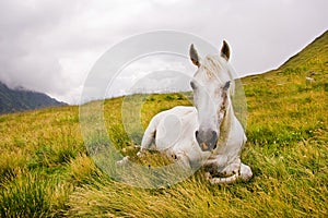 Horse sitting