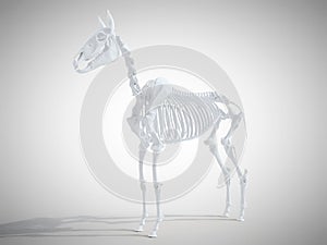The horse skeletal system