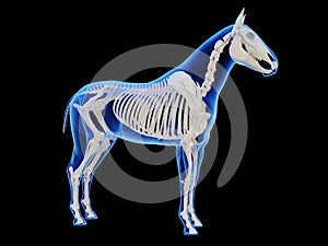 The horse skeletal system