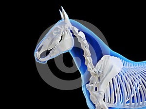 The horse skeletal system
