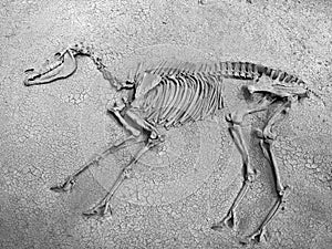 Horse skeleton in a desert