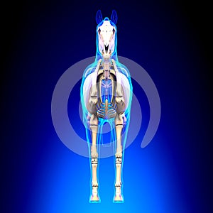 Horse Skeleton Front View - Horse Equus Anatomy - on blue background