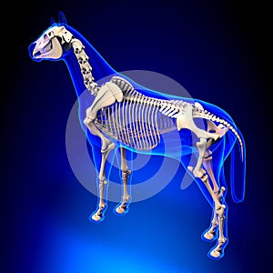 Horse Skeleton - Horse Equus Anatomy - on blue background