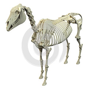 Horse Skeleton - Horse Equus Anatomy - isolated on white