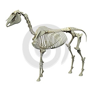 Horse Skeleton - Horse Equus Anatomy - side view isolated on white