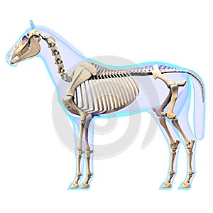 Horse Skeleton Side View - Horse Equus Anatomy - isolated on white
