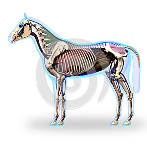 Horse Skeleton Side View with Organs - Horse Equus Anatomy - iso