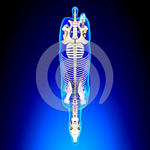 Horse Skeleton Top View - Horse Equus Anatomy - on blue background