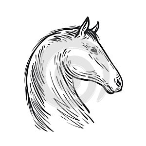 Horse sketch. Farm animal, steed vector illustration photo