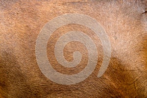 Horse skin concept for background