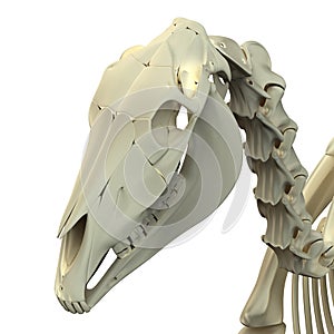 Horse Skull Cranium - Horse Equus Anatomy - isolated on white photo