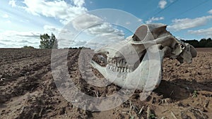 Horse skull on dry summer end field and clouds motion, time lapse