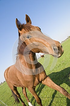 Horse slanting photo