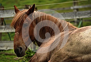 Horse sleep