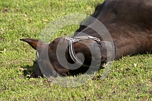 Horse sleep outside on pasture