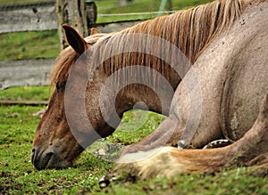 Horse sleeping