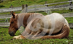 Horse sleeping